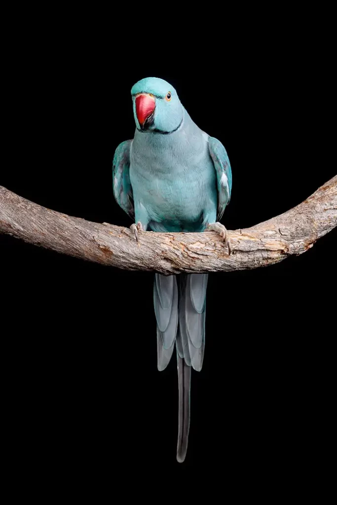 Bird - Studio Photography