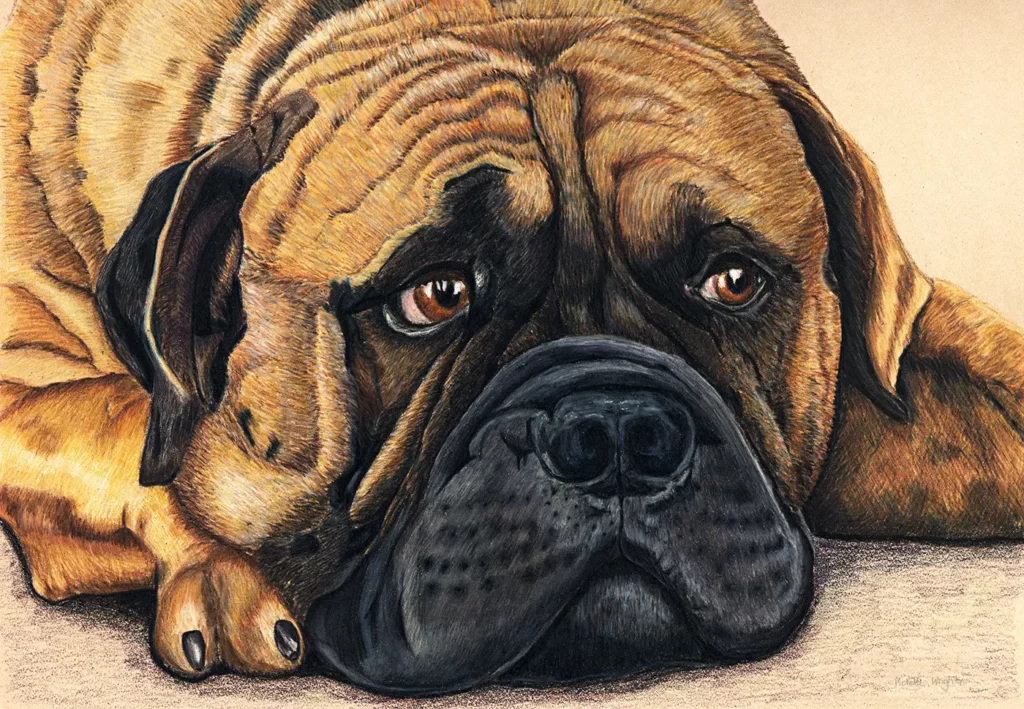 Bullmastiff - Colour pencil on paper