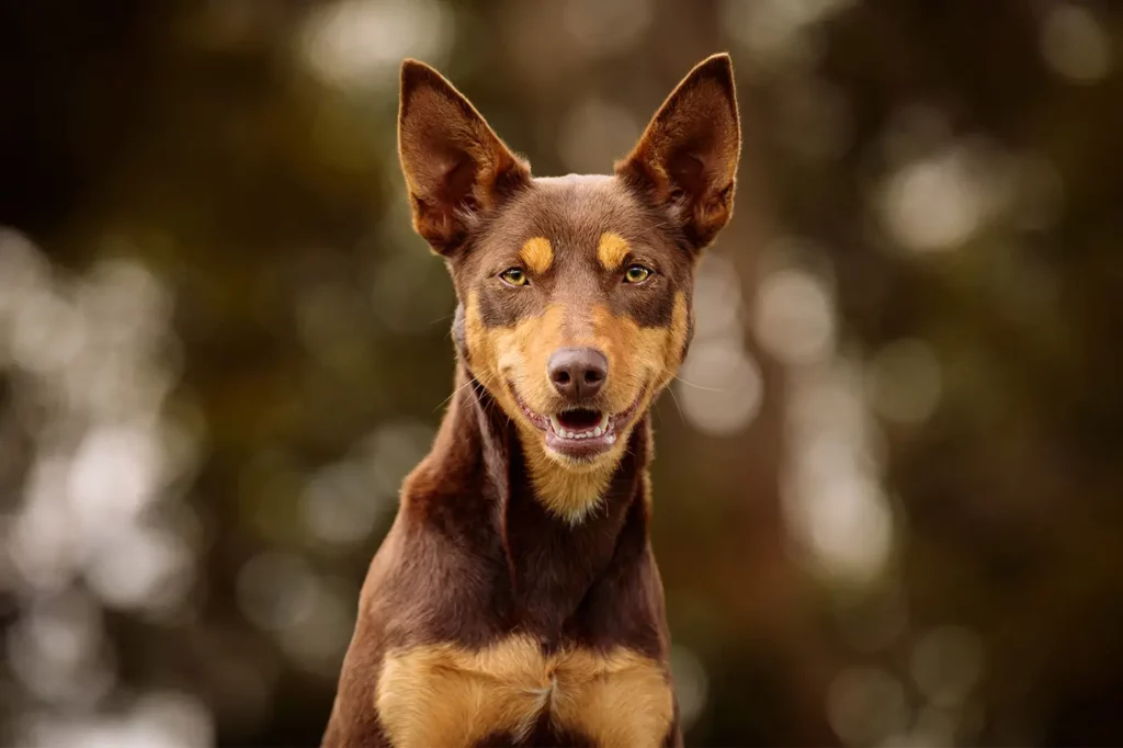 Dog Photography - Natural Light Photography