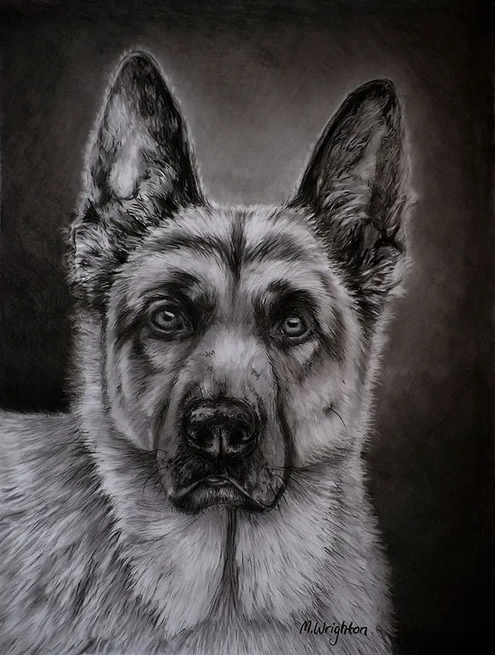 German Shepherd - Charcoal on drafting film