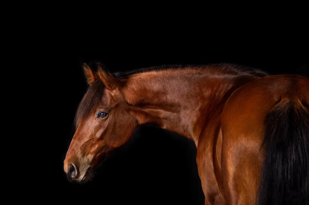 Horse - Studio Photography
