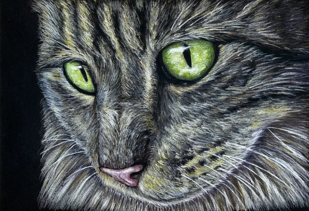 Cat - Colour pencil on paper