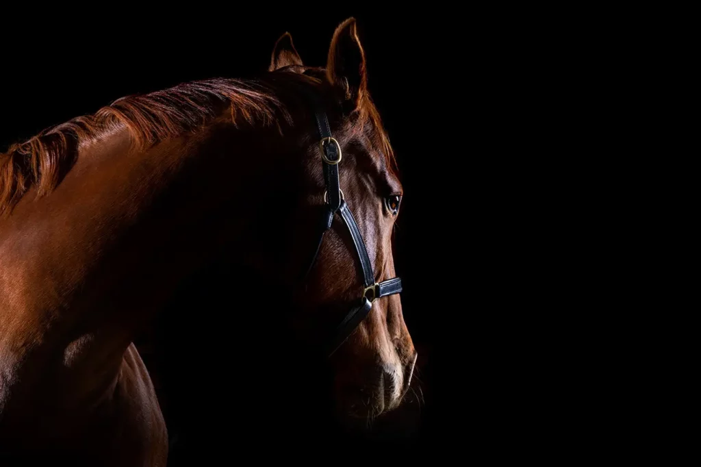 Horse - Studio Photography