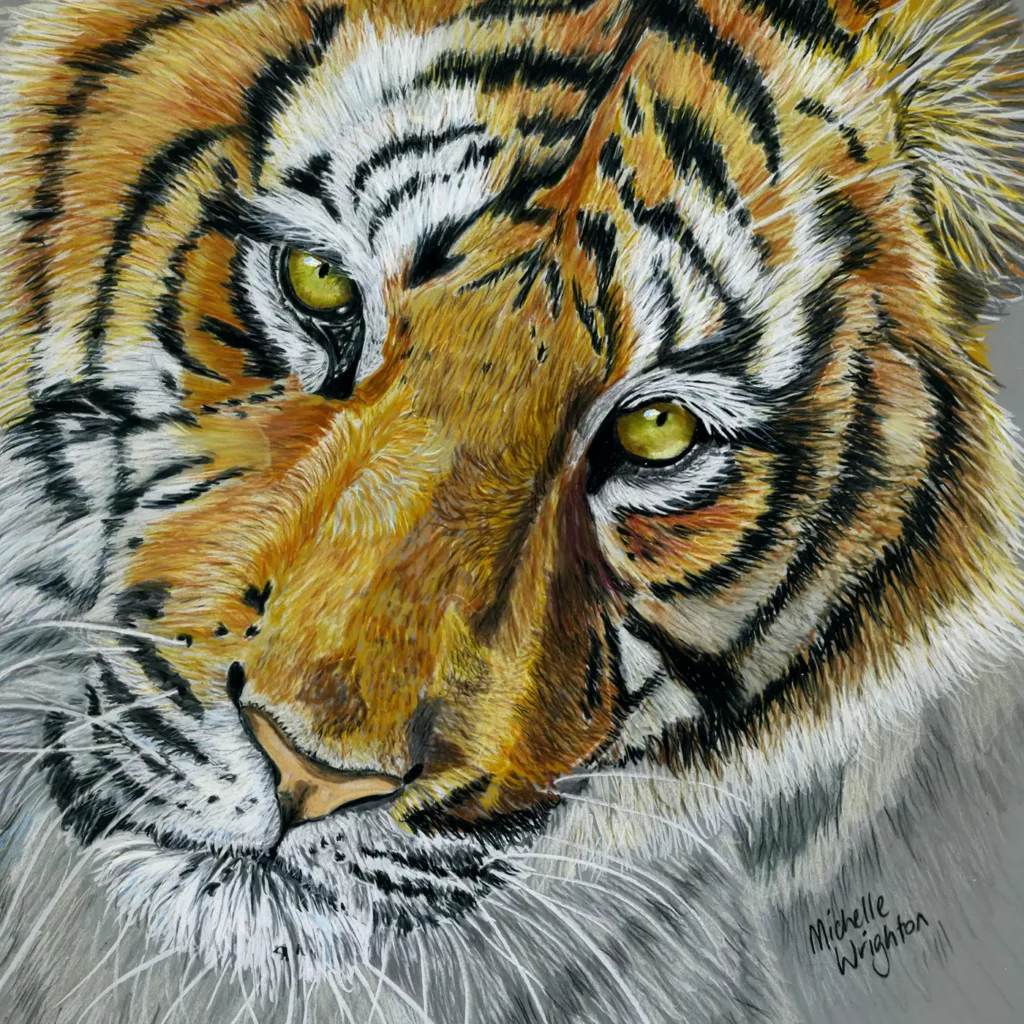 Tiger - Colour pencil on drafting film