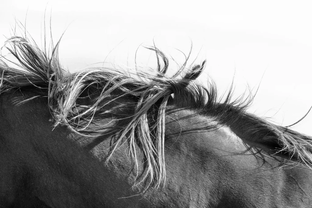 Fine Art Horse Photography